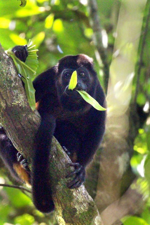 Finca La Paz - Sarapiqui Puerto Viejo de Sarapiqui Екстер'єр фото